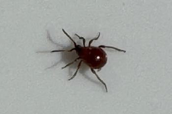 Kugelkäfer Nahaufnahme