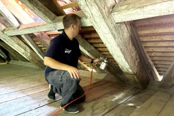 Kugelkäfer bekämpfen am Dachboden