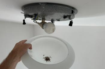 Kugelkäfer in Deckenleute