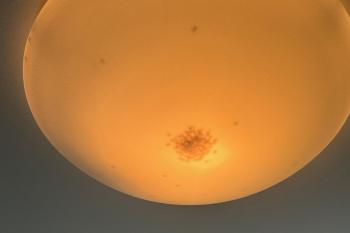 Kugelkäfer in Deckenleute