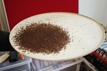 Kugelkäfer in Deckenleuchte