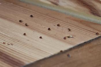 Kugelkäfer im Holzboden