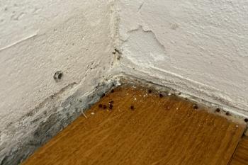 Kugelkäfer in Sockelleiste